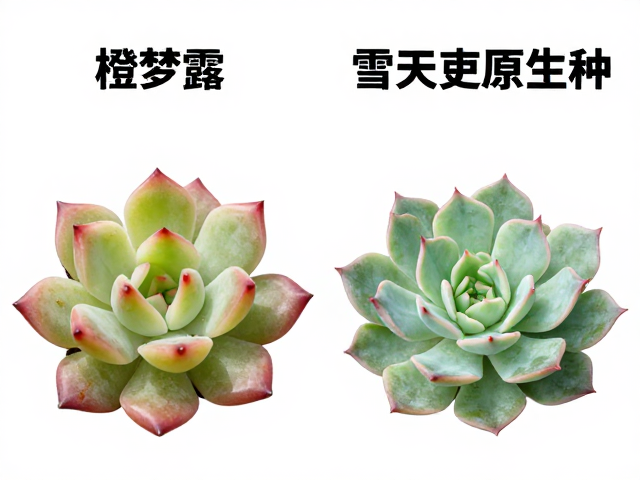 多肉鉴别指南，橙梦露与雪天使原生种差异，花色与花型对比
