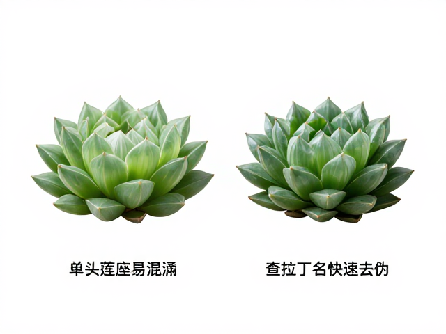 玉露与寿：形态特征的深度辨析