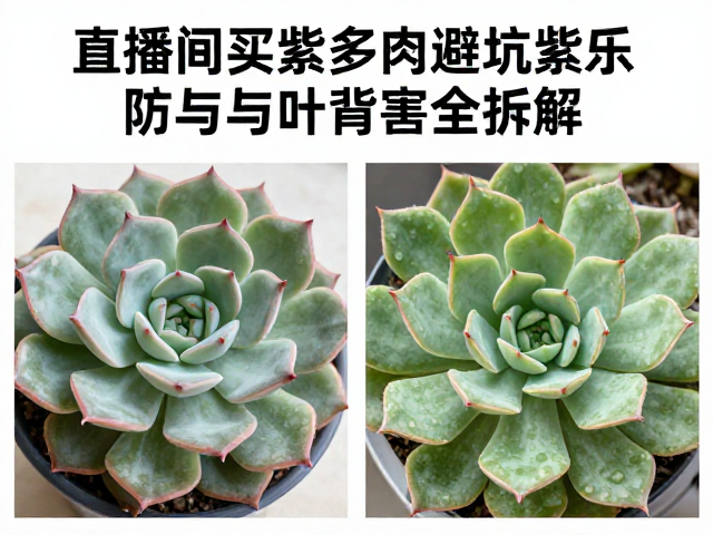 直播间买多肉避坑，紫乐社群团购防冻与叶背虫害全拆解