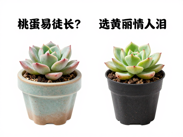 多肉选购指南，桃蛋易徒长？选黄丽情人泪，配通用土排水盆不烂根