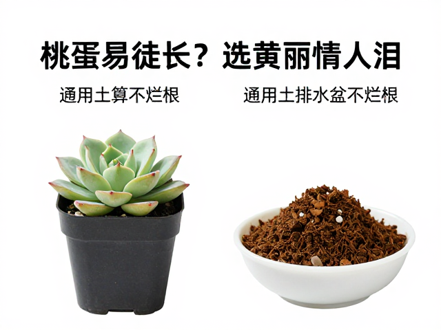 配土与容器选择：通用土与排水盆的科学搭配