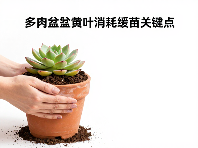 黄叶消耗的生理机制