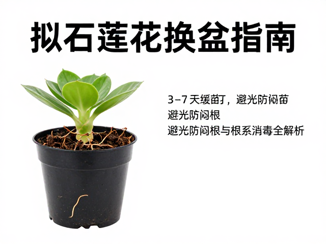 避光防闷根与后续养护要点