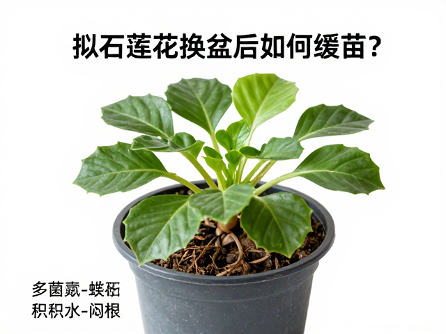 环境调控与缓苗期的日常观察