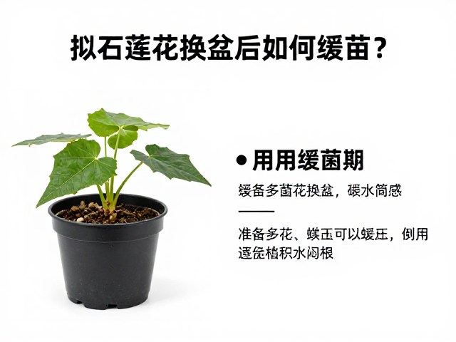 多菌灵在缓苗期的应用与浇水控制