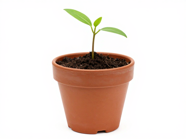 解决植株松动：固定与土壤重构