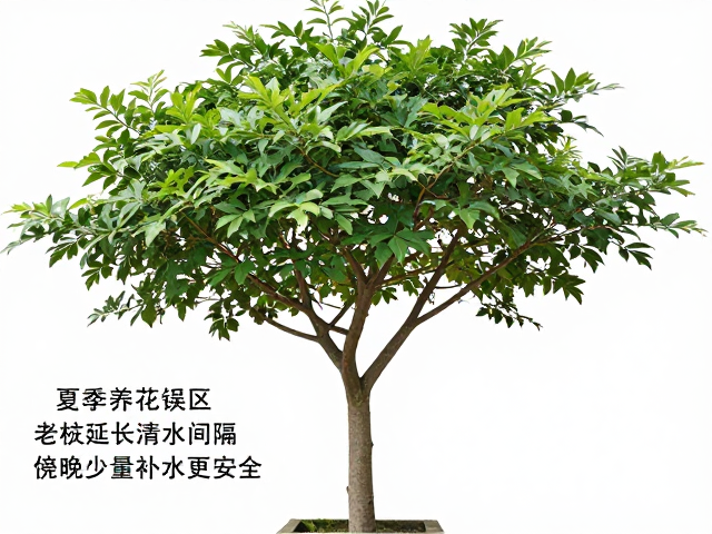 夏季养花误区，老桩延长浇水间隔，傍晚少量补水更安全