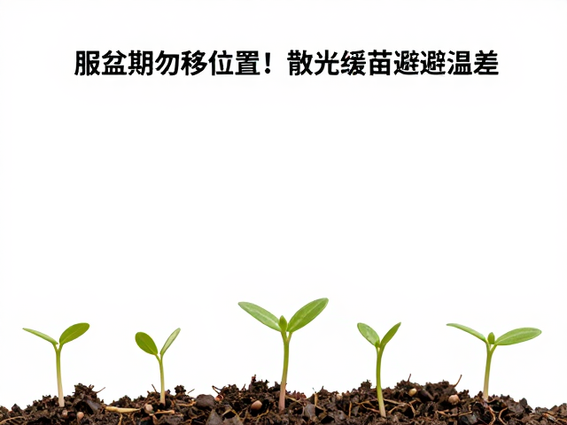 15-20天：新根萌动与渐进式养护