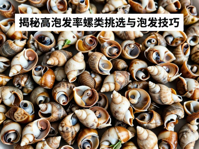 高泡发率螺类的外观识别要点