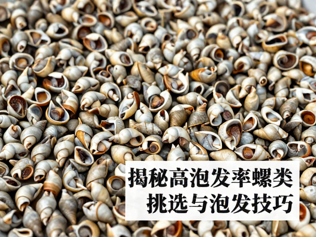 日晒风干螺类的物理特性与泡发表现