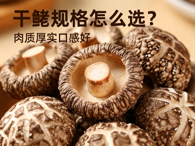 烹饪场景匹配与实用选购建议