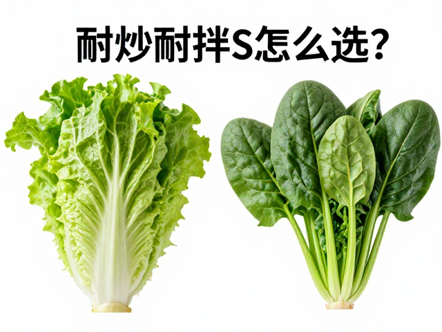 生菜与菠菜的耐热性差异