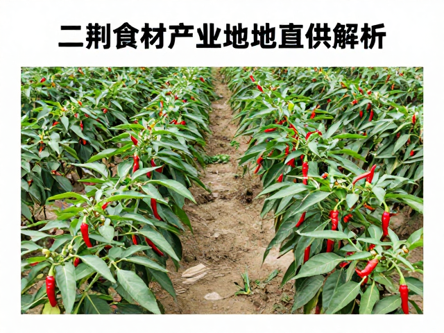 二荆条辣椒的种植规范与品质标准
