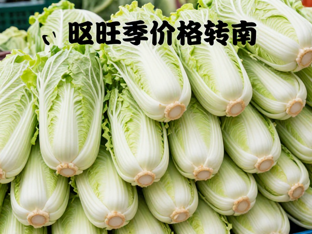 白菜市场行情与季节性特征