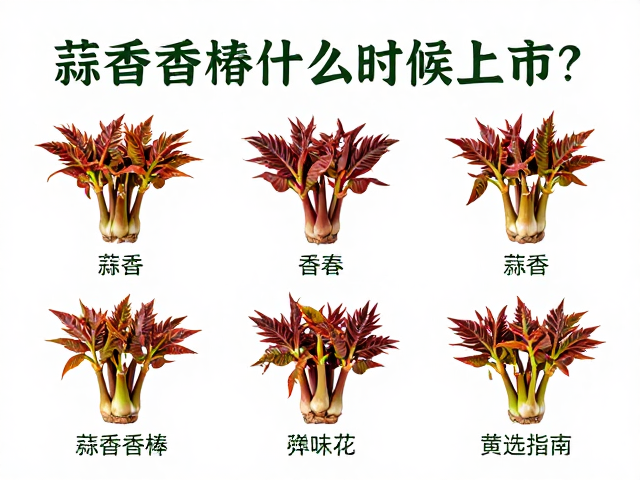 春季香椿的挑选标准与感官鉴别