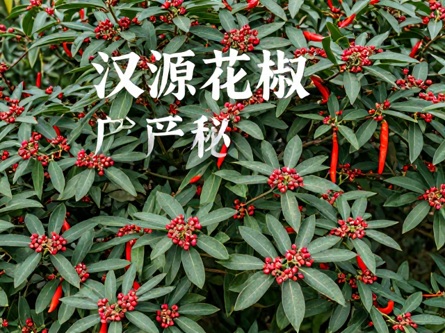 汉源花椒产区探秘，七星椒为何胜藏红花？