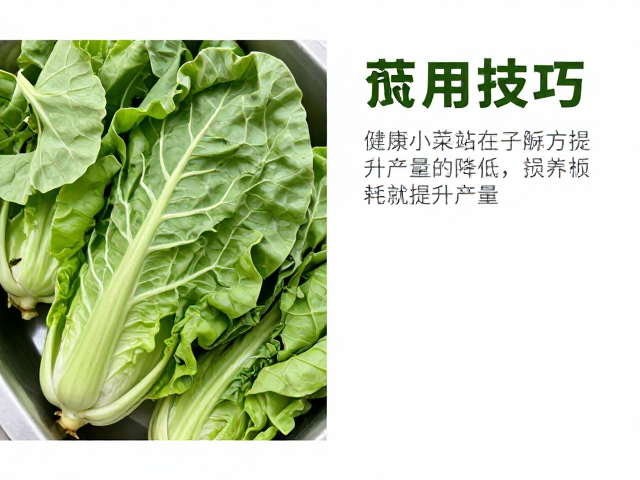 分拣后的保鲜处理与损耗控制