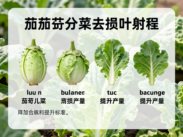 茄子儿菜分拣去损叶技巧，降低损耗提升产量，附实用指南