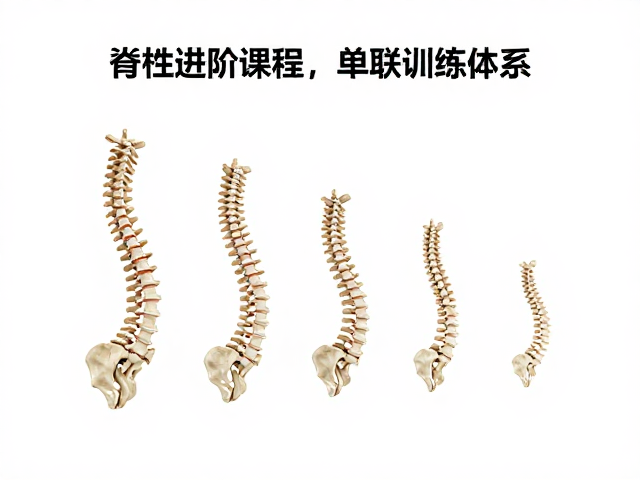 科学串联训练体系的多维融合与长期效益