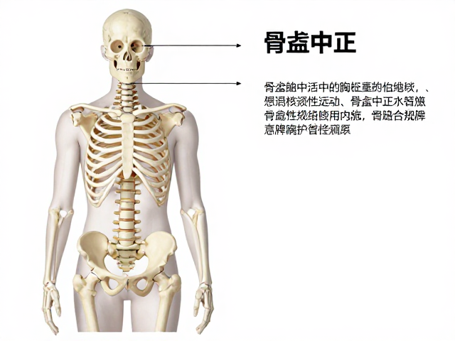 骨盆中正与胸椎活动，初级入门顺位原理讲解