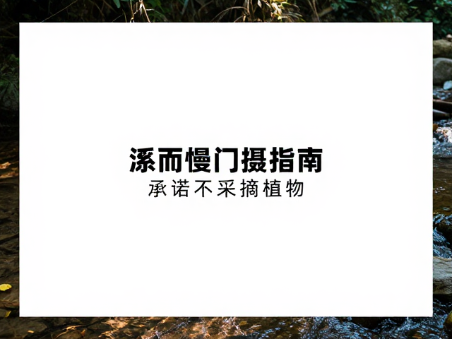 溪流旁的光影捕捉与构图