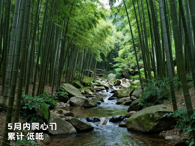 浙西天目山脉清凉峰外围:竹林溪流的静谧时光