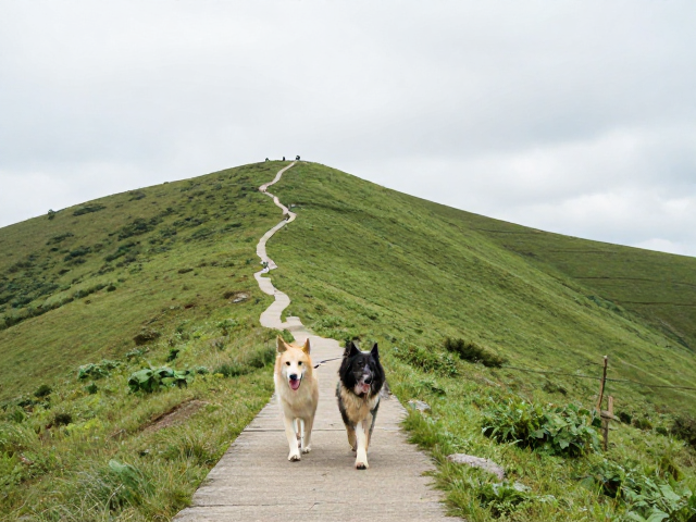 贵州贵阳·高坡苗乡云顶草原步道