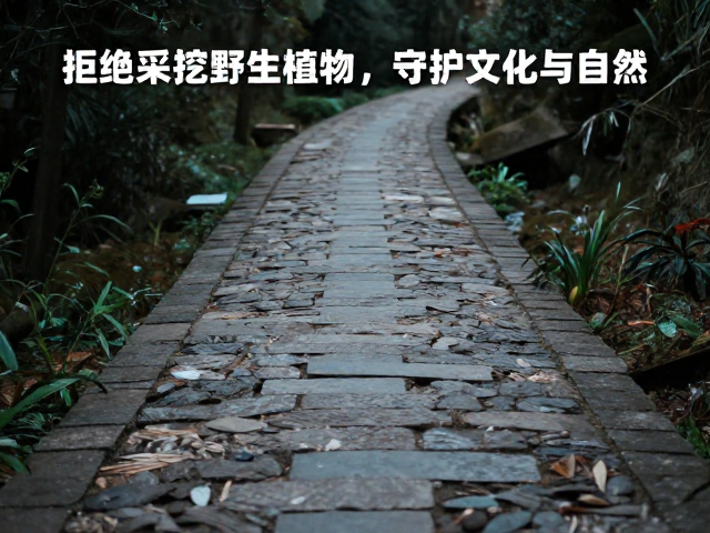 古道非遗户外行,拒绝采挖野生植物,守护文化与自然