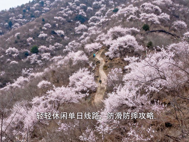 春季赏花徒步推荐,轻松休闲单日线路,防滑防摔攻略
