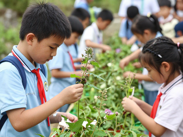 实地识别采集中草药:科学与传统的交融