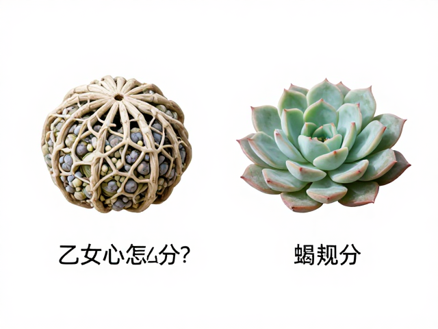 布纹球和乙女心怎么分？科属辨识快速分辨多肉技巧