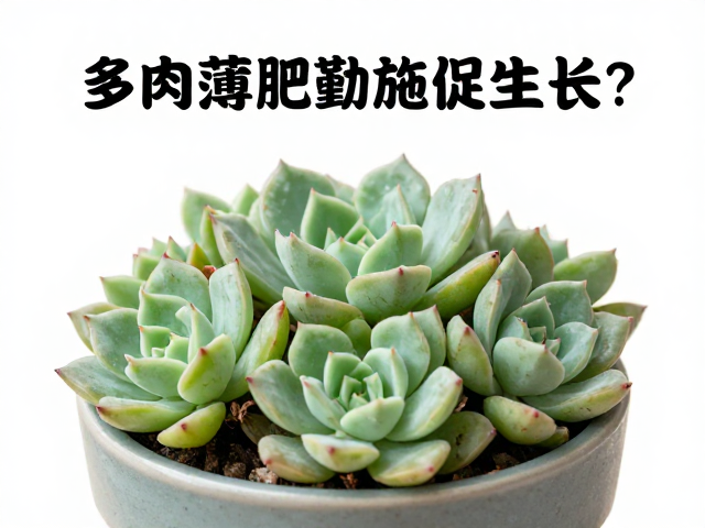 多肉薄肥勤施促生长？定期转盆防偏长，观察休眠季表现