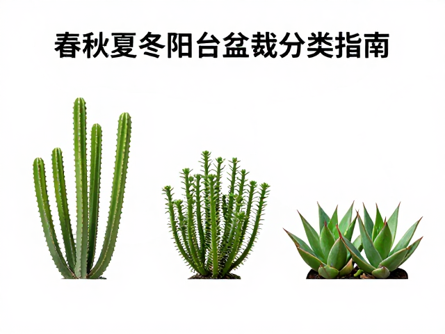 多肉直立或匍匐怎么分？春秋夏冬阳台盆栽分类指南