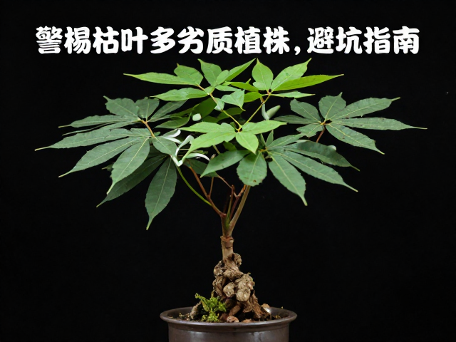 老桩价格过低？警惕枯叶多劣质植株，避坑指南