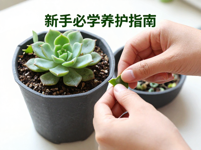 光照管理与盆器选择