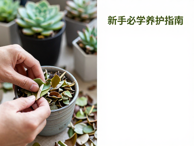 新多肉开箱清理枯叶步骤，增加光照避深盆，新手必学养护指南