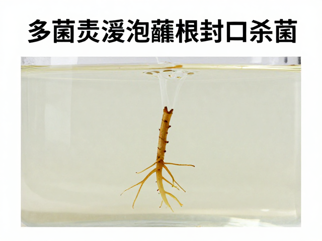 多菌灵浸泡蘸根封口杀菌，促进新根萌发操作指南