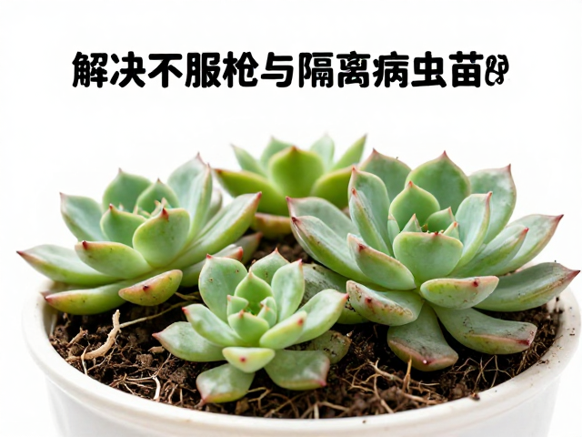 应对不服盆的根系处理与环境调控