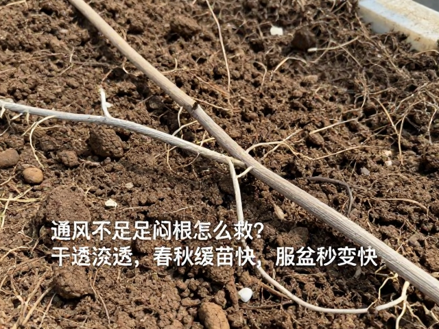 长期通风管理与土壤改良