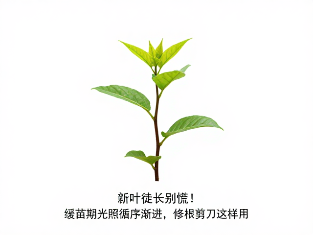 新叶徒长别慌！缓苗期光照循序渐进，修根剪刀这样用
