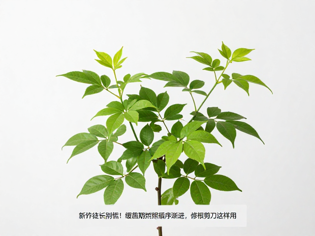 光照循序渐进的具体执行方案