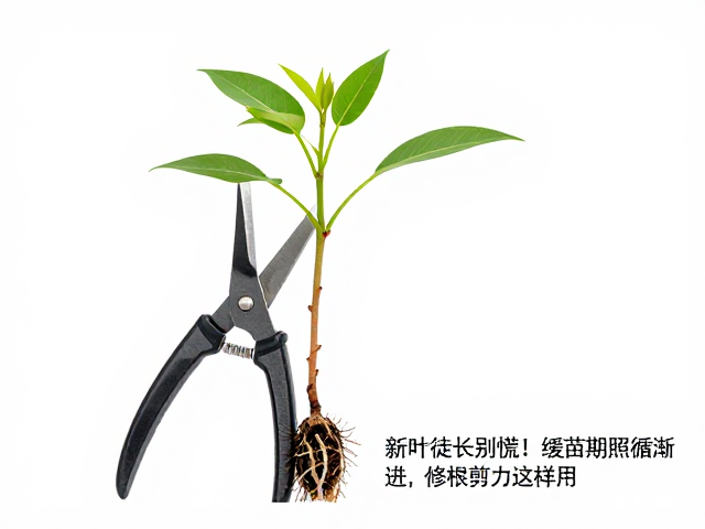 科学修剪与根系处理技巧