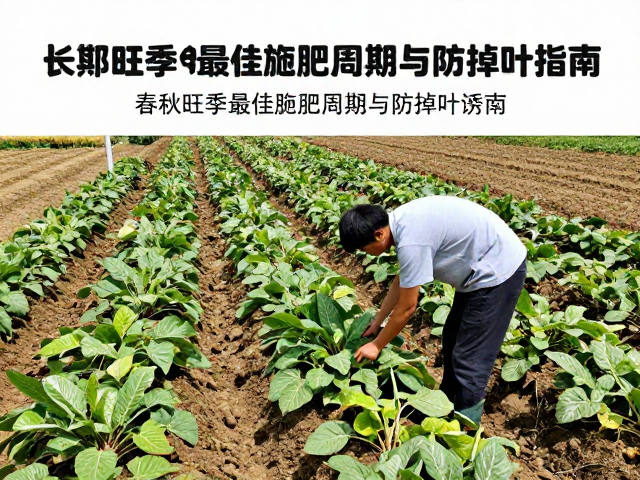 防掉叶的核心诱因与环境调控
