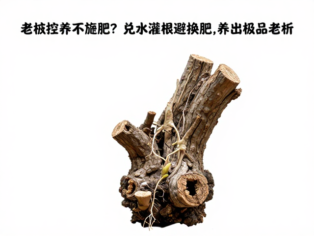 老桩控养不施肥？兑水灌根避换肥，养出极品老桩