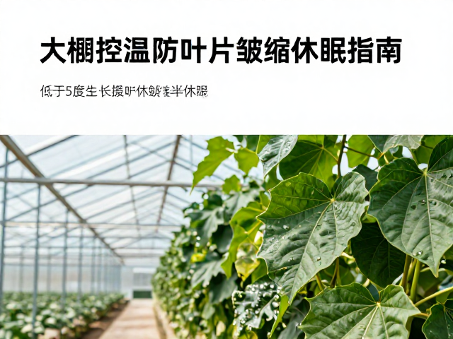 大棚环境精准调控策略