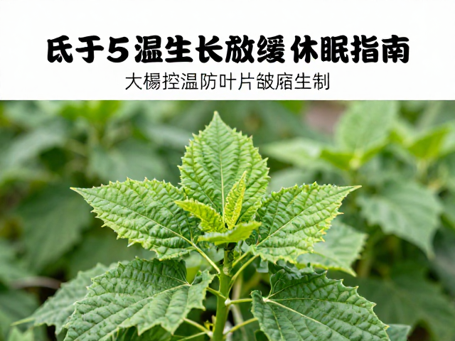 低于5度生长放缓半休眠？大棚控温防叶片皱缩休眠指南