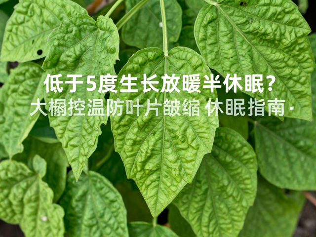 叶片皱缩与休眠的识别与应对