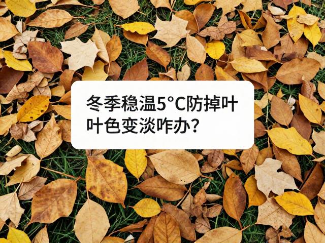 植物忽冷忽热掉叶？冬季稳温5℃防掉叶，叶色变淡咋办？