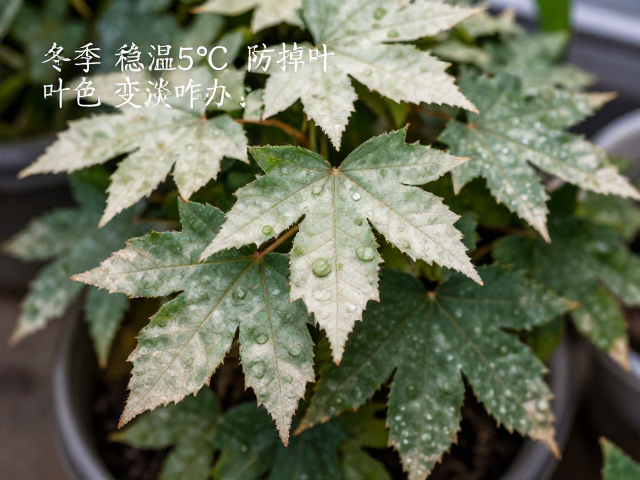 精准控温与日常养护细节