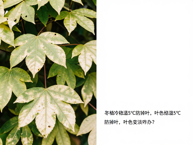 叶色变淡的光照与营养失衡解析